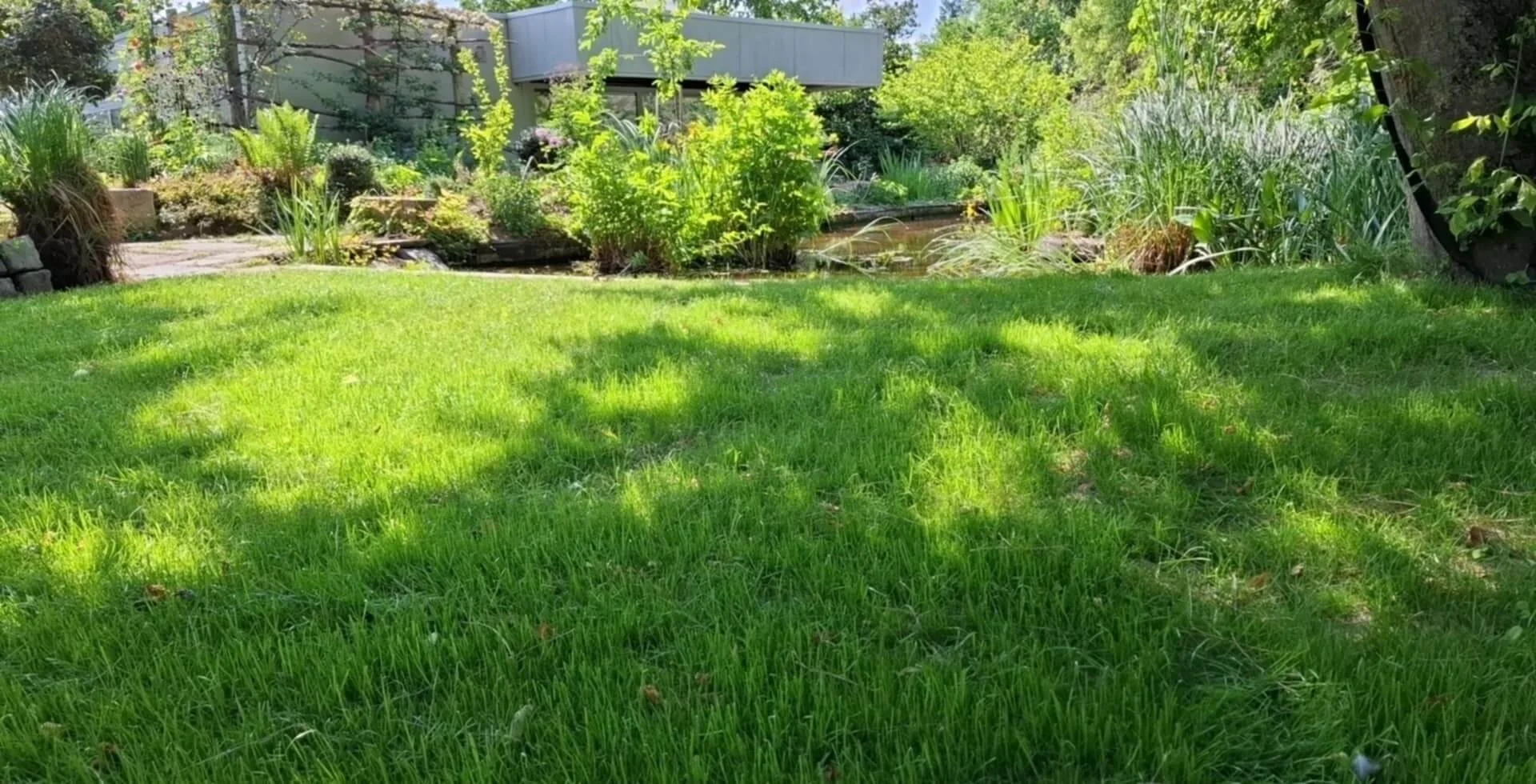 A lush green lawn with trees casting shadows, a pond with plants along its edge, and a modern building in the background.