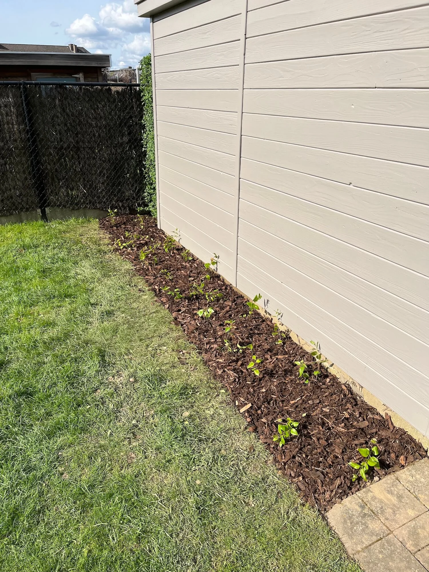 Newly planted shrubs along the side of a beige house with green grass and a black fence in the background.