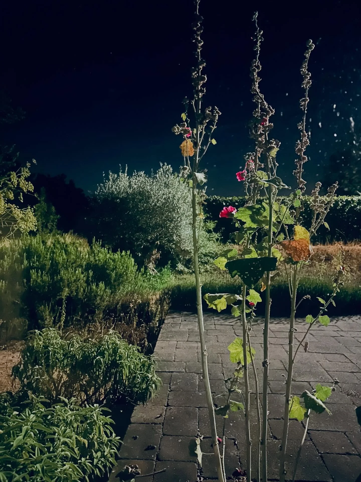 #mooisteplekopaarde #goedereede #wildflowers