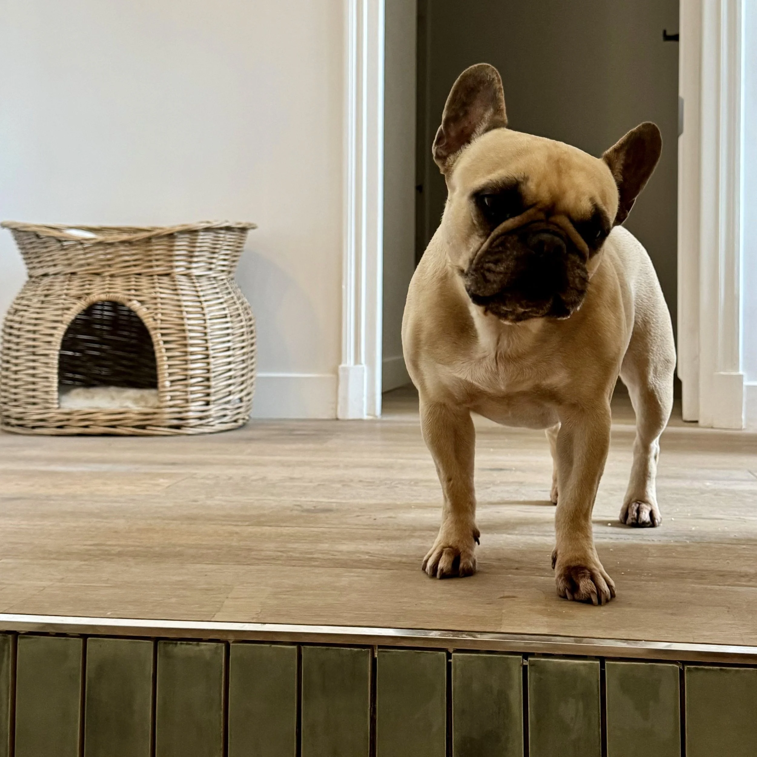 Un bouledogue français beige debout sur un sol en bois dans une maison, à côté d'une porte. Un panier en osier est visible à gauche.