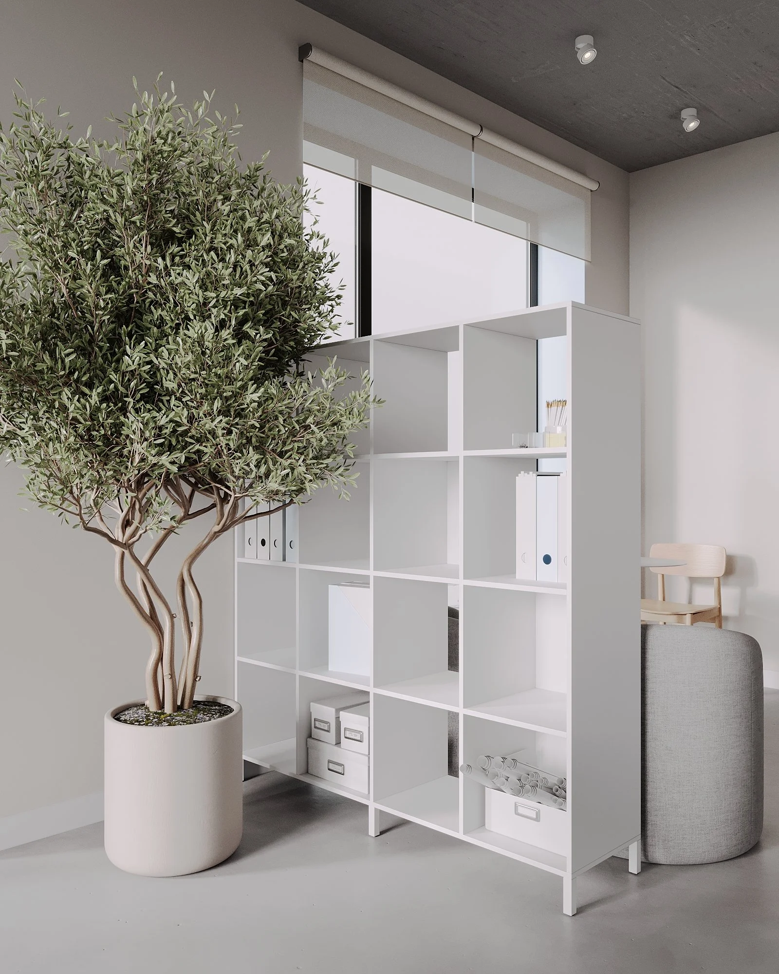 A tall potted olive tree next to a white multi-compartment bookshelf in a modern, minimal office space.