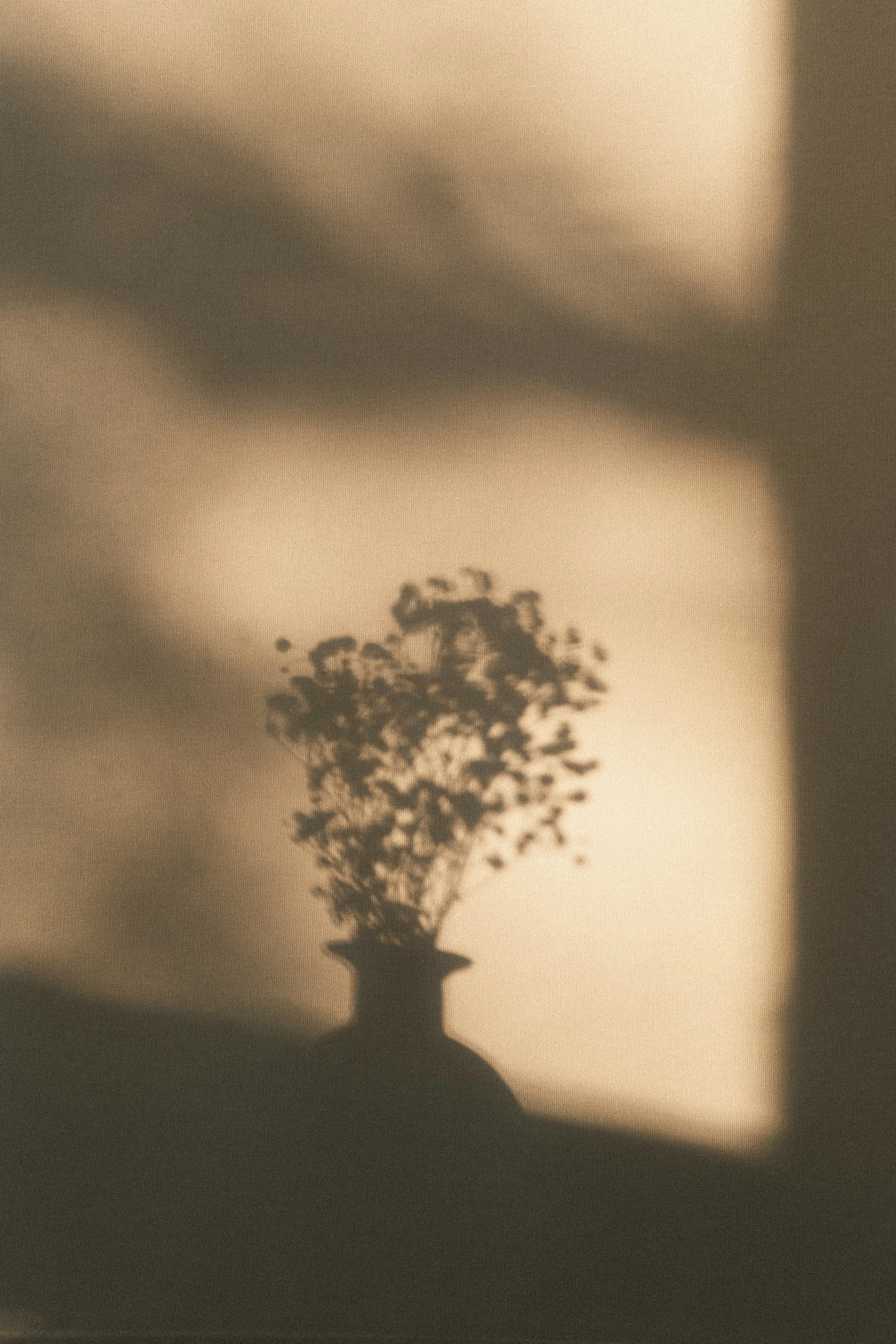 Skuggan av en blomma kastas på en vägg.