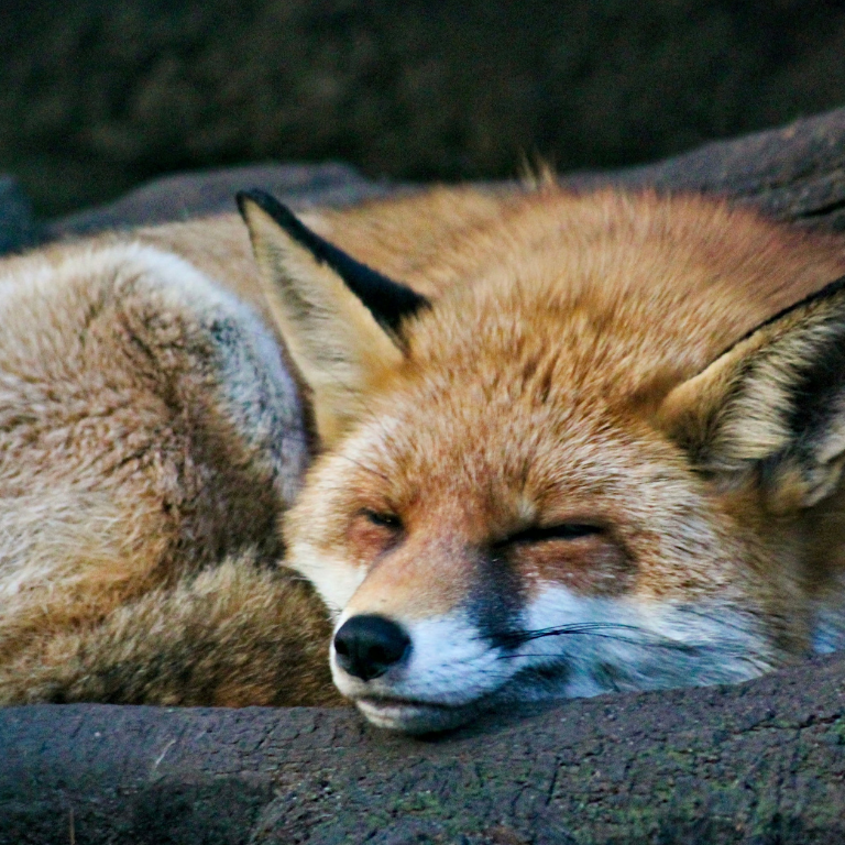 Hibernation: The Quiet Season We All Deserve