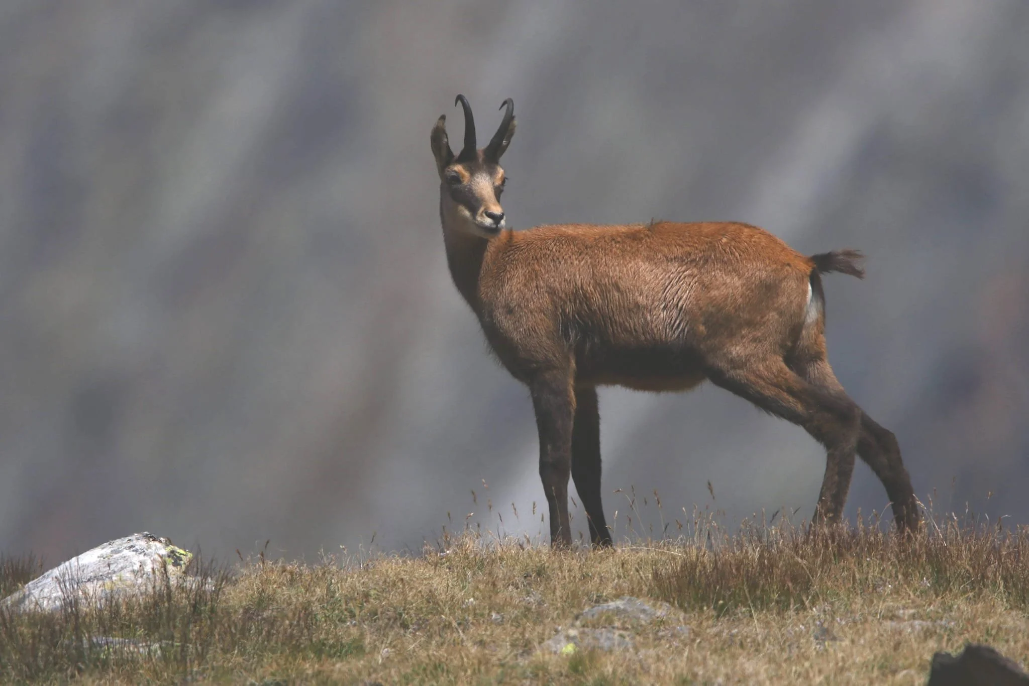 Le rut du chamois a commenc&eacute;. R&eacute;servez vos sorties naturalistes ou offrez un bon cadeau avec un guide naturaliste accompagnateur en montagne dipl&ocirc;m&eacute; d'Etat. Jean-Pierre Flatry