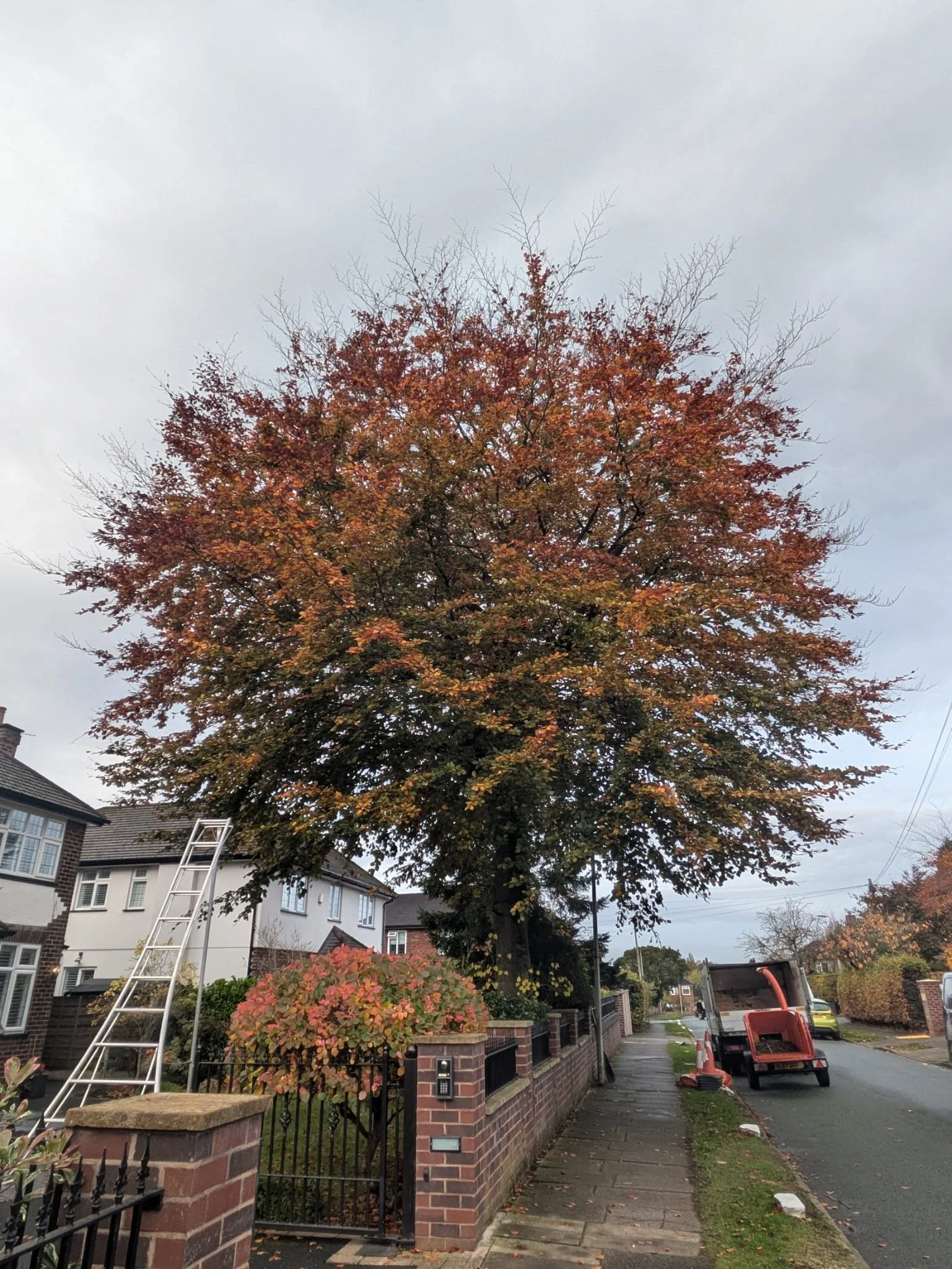 tree after crown reduction