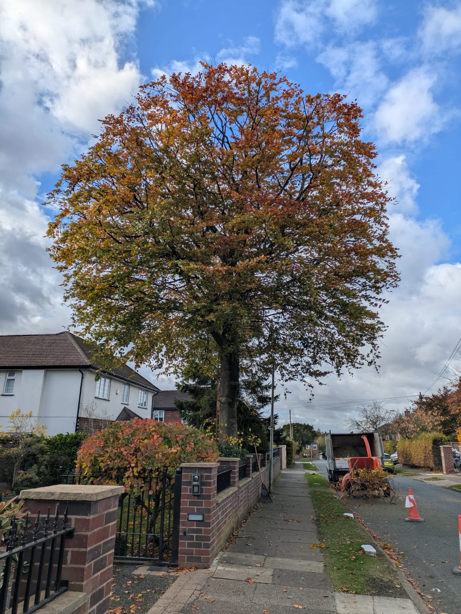 before tree crown reduction