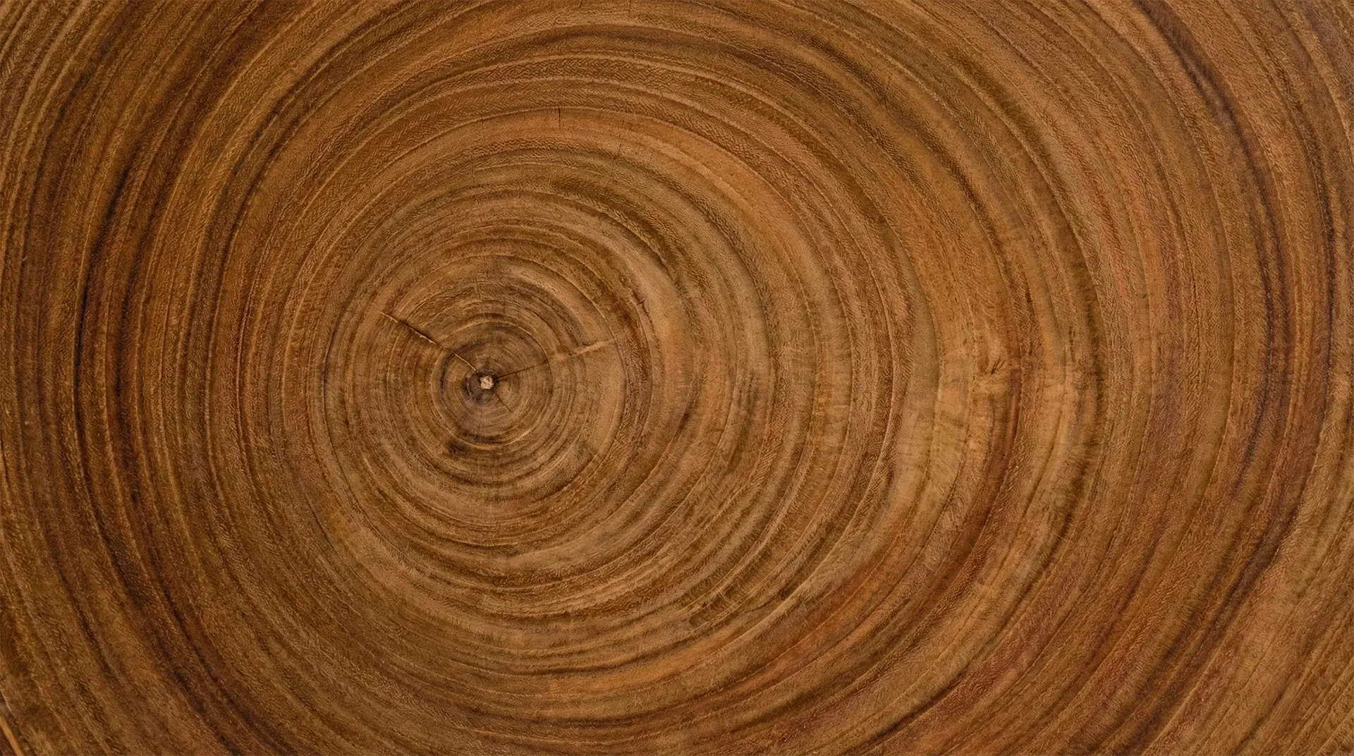 Close-up of tree rings showing natural growth patterns in wood