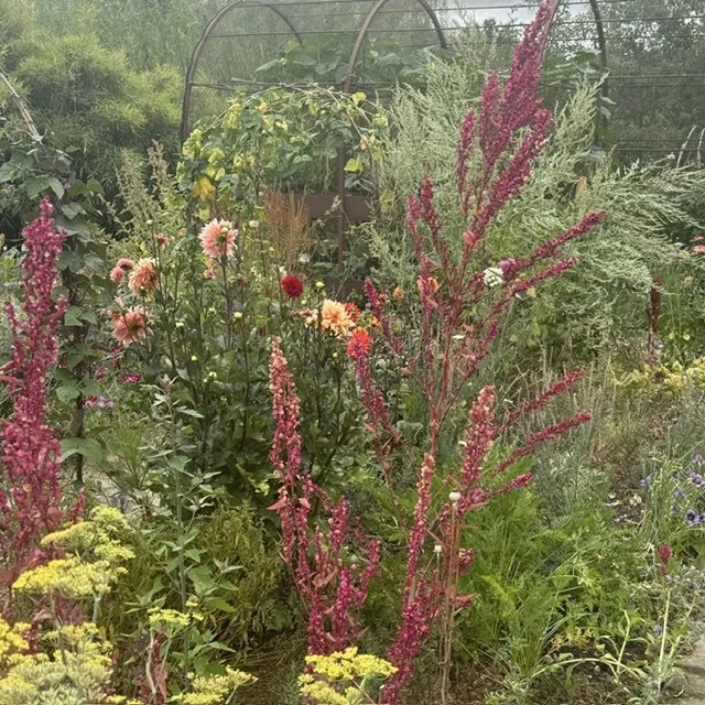 Kitchen garden mixed flower beds