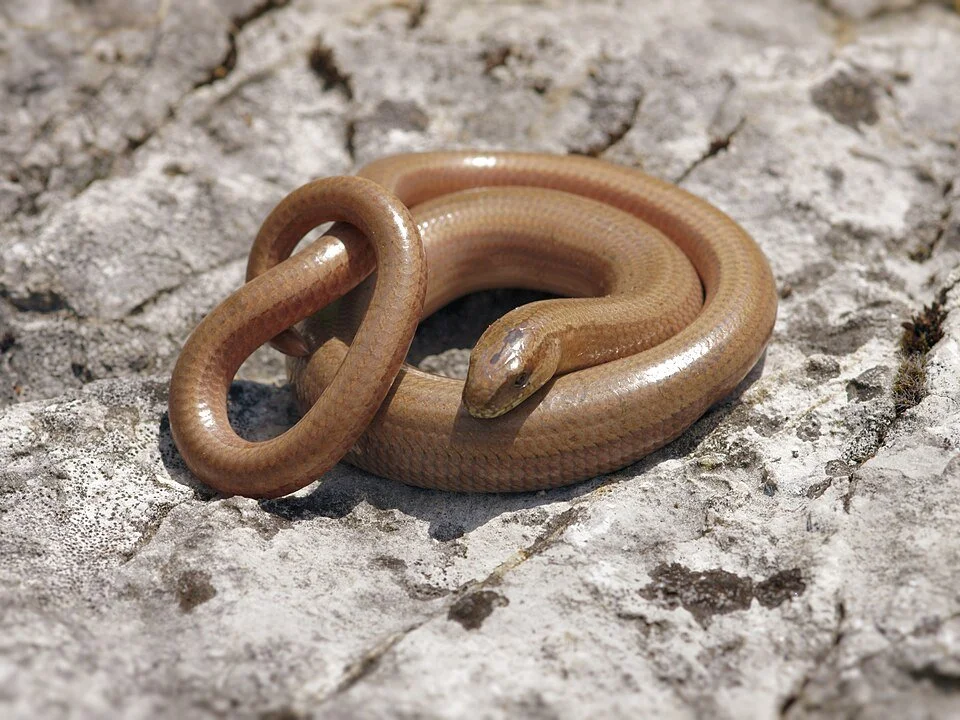 Slow-worm 

A specialist hunter of slow-moving prey, particularly small slugs. Most active around dusk and dawn. Legally protected — a species worth encouraging, not disturbing. © Hans Hillewaert
