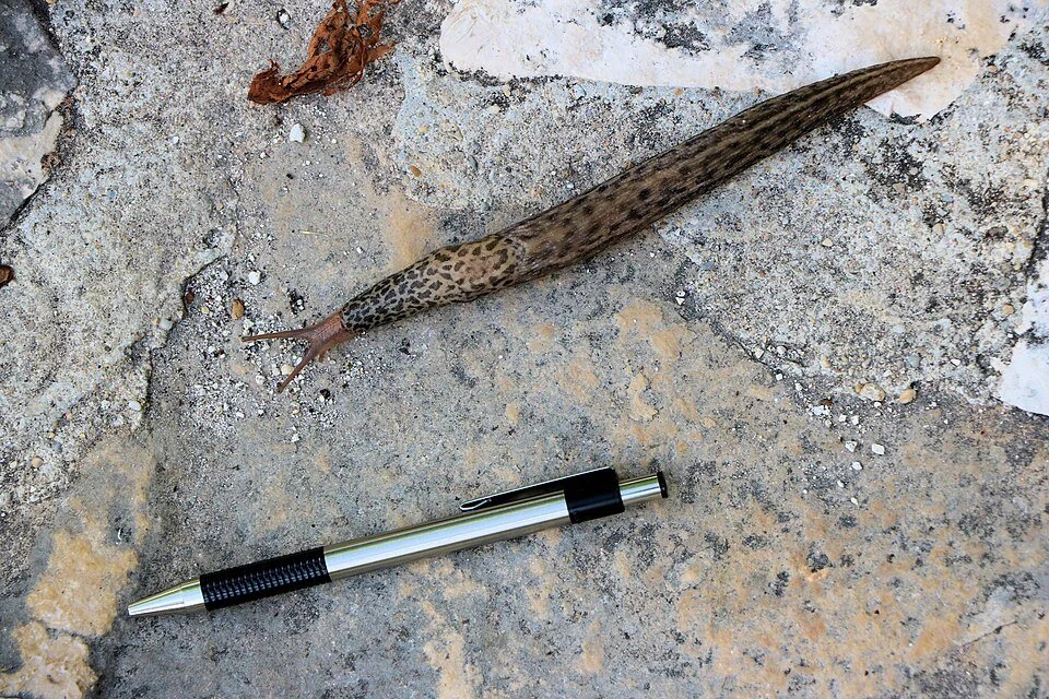 Leopard Slug (Limax maximus) 

A large, highly territorial slug that spends much of its time under stones, logs and other dark cover. It may attack other slugs and their eggs, as well as feeding on fungi, dead material and occasionally plants. Genera