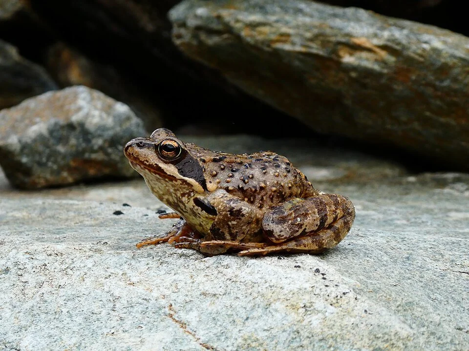 Frog & Toad - Ambush predators, 

Most active on damp nights. A garden pond can provide valuable breeding habitat and encourage frogs and toads into the garden.
Attribution: Snyjo, CC BY-SA 4.0, via Wikimedia Commons