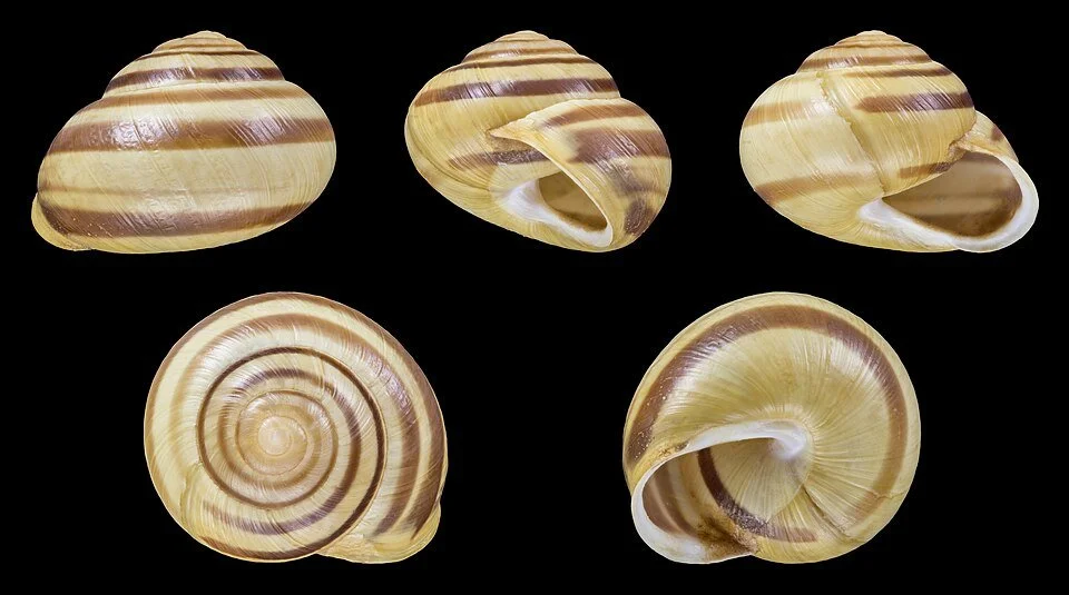 Banded Snail (Cepaea nemoralis / Cepaea hortensis)	Distinctive striped shell, colour and banding pattern highly variable. Common in hedgerows and borders.
Attribution H. Zell, CC BY-SA 3.0