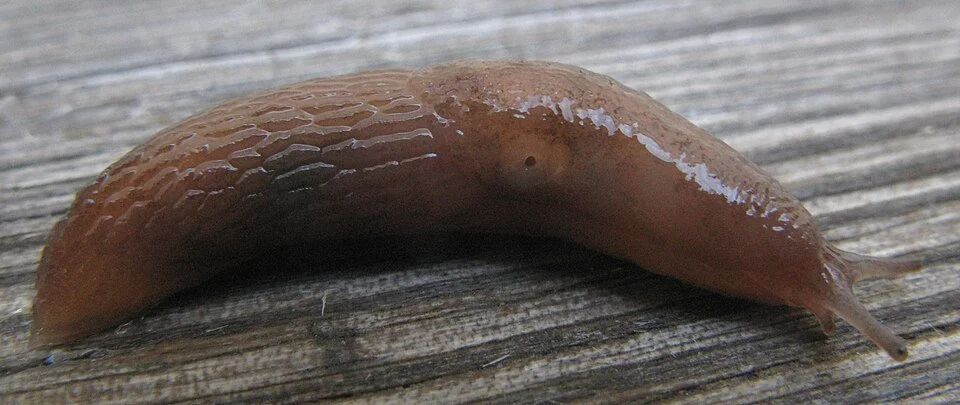 Tramp Slug (Deroceras invadens)
Highly invasive, rapid breeder. Similar to the Netted Field Slug but smaller and more uniformly coloured. A significant plant pest, particularly important on container-grown plants and nursery stock. Definite pest.
Att