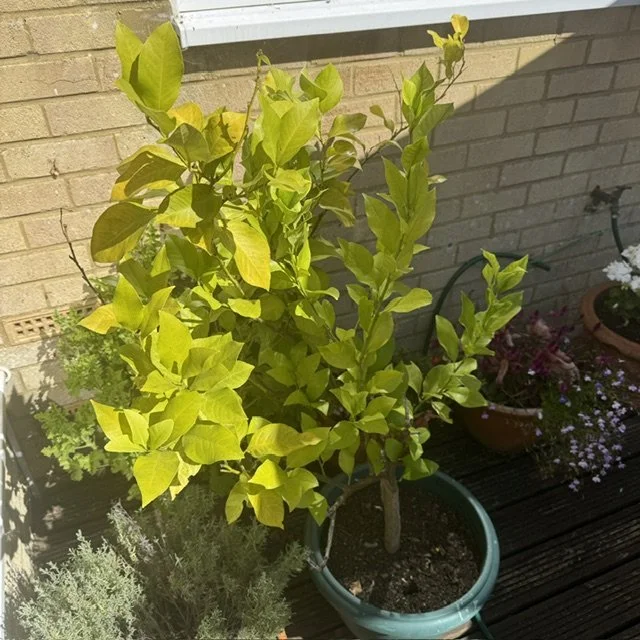 Potted lemon tree with green leaves on a wooden deck, near a brick wall and other potted plants.