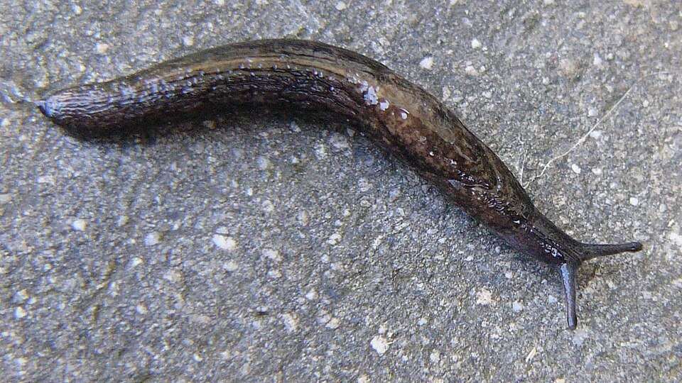 Keeled Slugs (Tandonia spp.)
Mostly underground, where they can damage bulbs, roots and tubers. Similar to the Black Keeled Slug, with variable colouring. They may do considerable damage below ground without being seen. Important pest group.
Attribut
