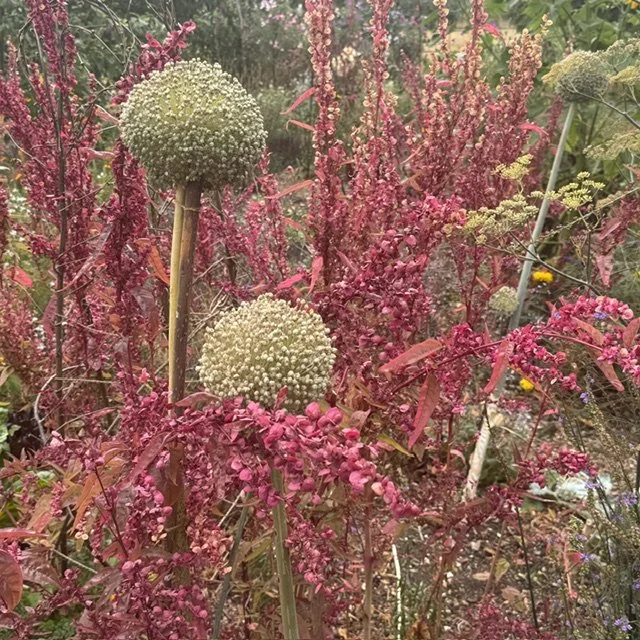 Kitchen garden Allium display