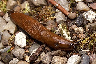 Spanish Slug (Arion vulgaris)
Large, prolific and increasingly common in the UK. Reddish-brown, often mistaken for a large Black Slug. Feeds on a wide range of plants and can cause substantial damage when populations are high. Major pest.
Attribution