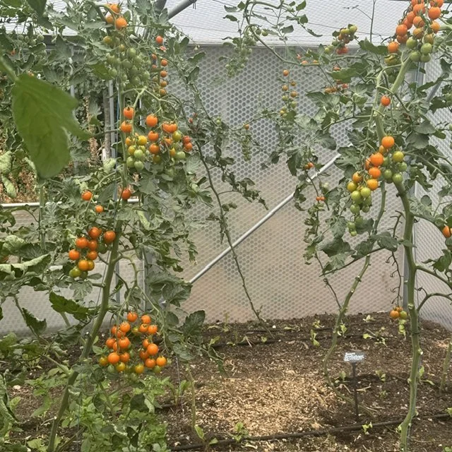 18 varieties of tomato