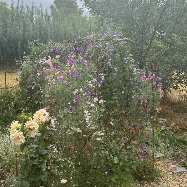 Sweet-Pea archway in kitchen garden