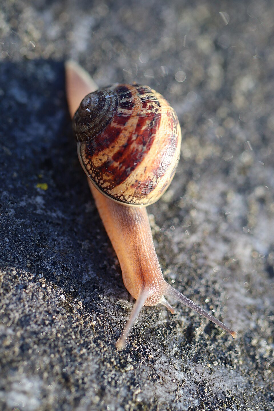 Common Garden Snail (Cornu aspersum)
The familiar brown-shelled garden snail. Feeds on a wide range of ornamental plants and vegetables, particularly seedlings and soft young growth. It can climb plants and cause damage well above ground level. Defin