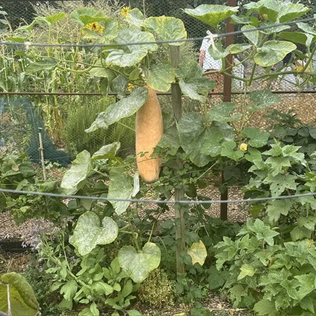 Squash ripening