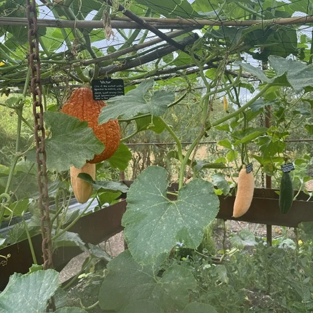 Squash ripening