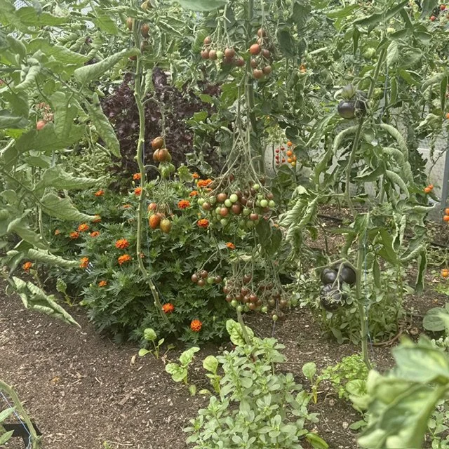 Kitchen garden - 18 varieties of tomato ripening in greenhouse