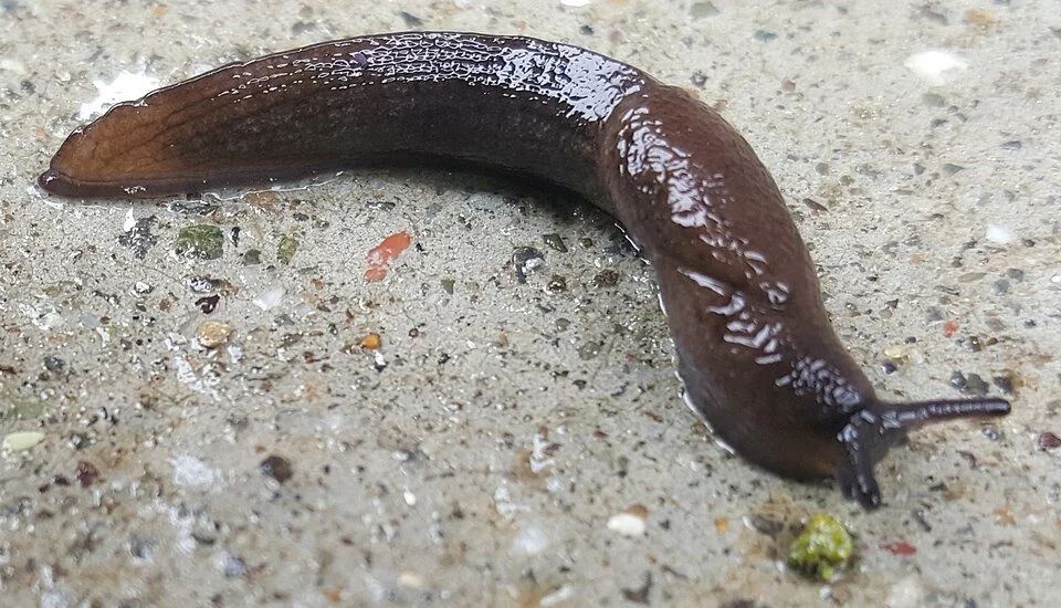 Black Keeled Slug (Milax gagates)
Lives underground and damages roots and tubers. Slate-grey to black with a distinctive pale keel (ridge) along its back. Pest, particularly where underground plant parts are being damaged.
Attribution: Justin Johnson