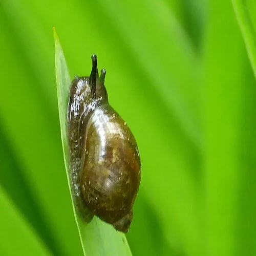 Pfeiffer's Amber Snail (Oxyloma elegans)
Small snail with a pointed, pale-to-brown shell, often found on plants and growing media rather than in obvious open spaces. A particular problem on container-grown nursery stock, where it can feed on soft lea
