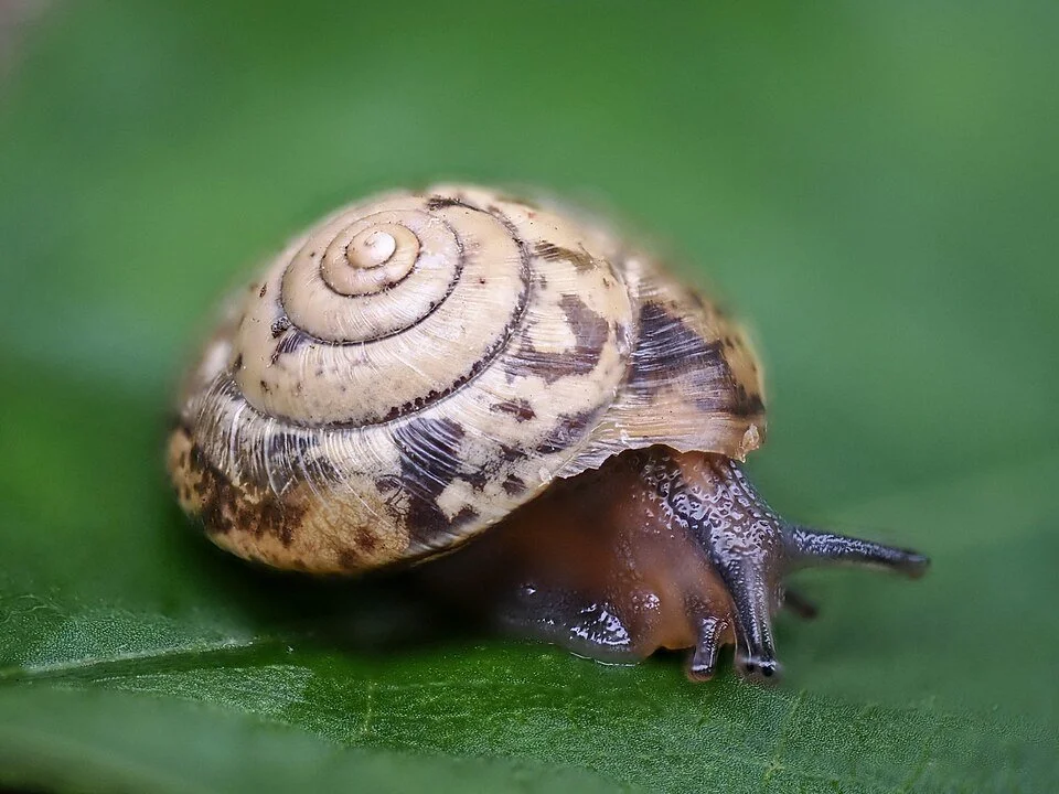 Girdled Snail (Hygromia cinctella)	
Small, with a distinctive keeled (ridged) shell edge. A relatively recent arrival to the UK, now widespread.
Attribution: Gilles San Martin, CC BY-SA 4.0  , via Wikimedia Commons