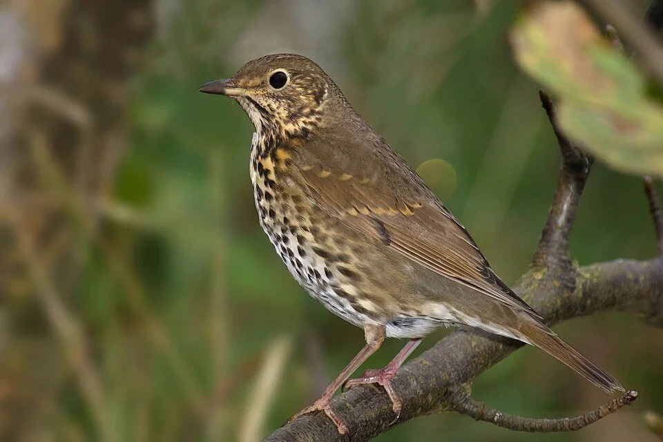 Song Thrush	

Smashes snail shells against a flat stone ("anvil") to get to the snail inside. Encourage with a flat stone in a quiet corner.
Attribution: Andreas Trepte, CC BY-SA 2.5  , via Wikimedia Commons