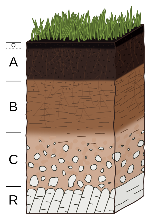 Cross-section of soil layers showing grass on top, followed by topsoil, subsoil, and underlying bedrock with roots extending downward.