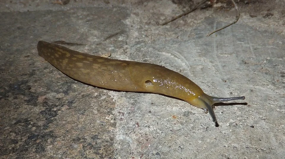 Yellow Cellar Slug (Limacus flavus)	
Bright yellow with grey mottling. Usually found in damp, dark places rather than open beds.