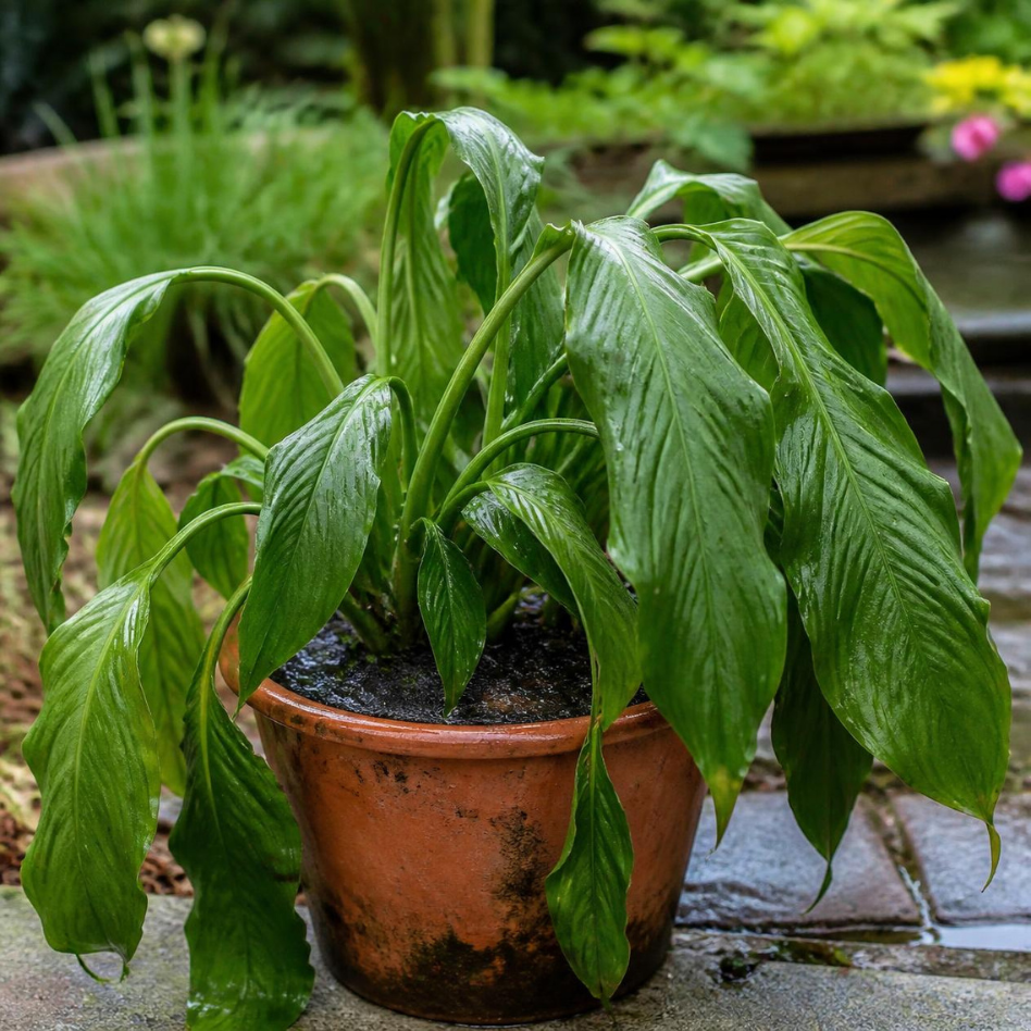 The overwatering paradox - A wilting plant sitting in soggy soil looks exactly like it needs water — but it's often drowning, not thirsty. Waterlogged soil pushes out the air roots need (see "roots need oxygen too," below), so the roots suffocate and