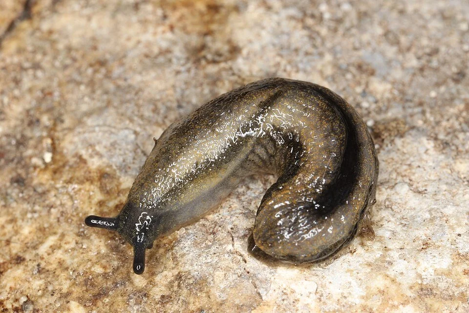Brown Soil Slug (Arion distinctus)
A common brownish slug, often found around gardens and cultivated ground. One of the species most likely to be found feeding on garden plants, especially soft leaves and seedlings. Definite garden pest.
Attribution: