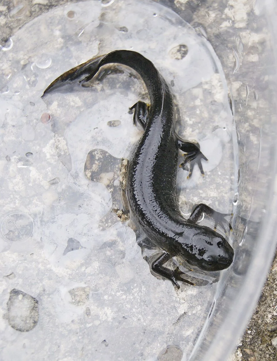 Newt	

Both smooth and great crested newts hunt slugs, on land as well as in water. Great crested newt is a legally protected species.
Danny S., CC BY-SA 4.0  , via Wikimedia Commons