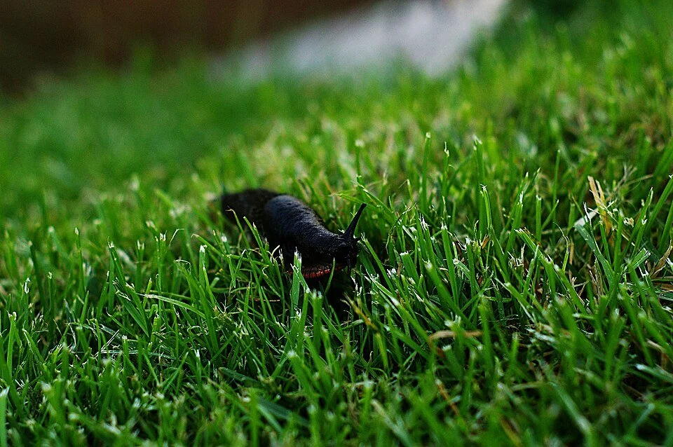 Garden Slug (Arion hortensis group)
Small, dark, with an orange sole (foot). Common in beds and borders. Can cause significant damage to cultivated plants, seedlings, bulbs and tubers. Definite plant pest.
Attribution: MonkeySimon, CC BY 2.0, via Wik