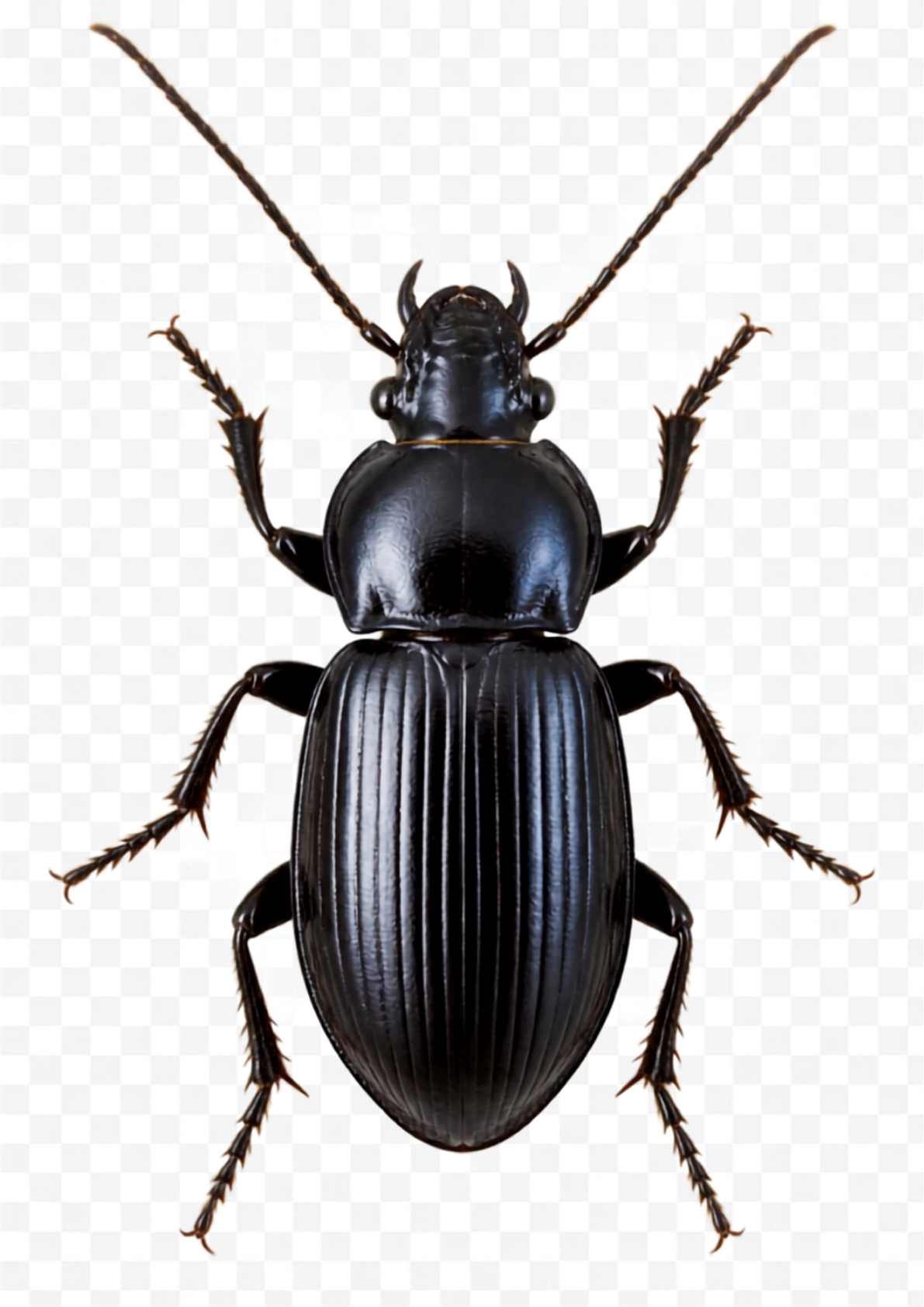 Ground Beetle	

Ground Beetle Follows slug slime trails and hunts slugs and other ground-dwelling prey. Some of the larger ground beetles can attack snails and may extract them from their shells. Mostly nocturnal — active at much the same time as slu