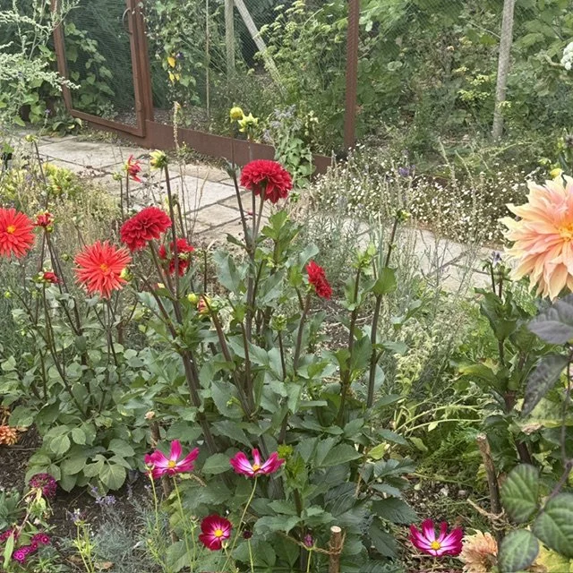 Kitchen garden Dahlias