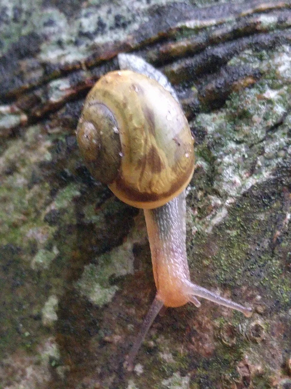 Kentish Snail (Monacha cantiana)	
Pale, flattened shell. Common on chalky/limey soils.
Attribution: Rudolphous