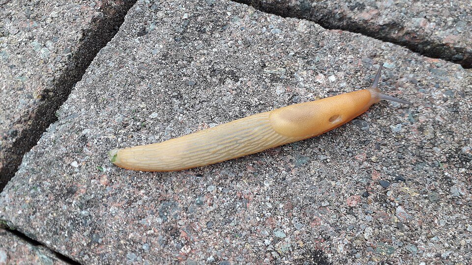 Netted Field Slug (Deroceras reticulatum)

The most damaging UK garden slug. Pale brown/grey with darker net-like mottling. A major pest of seedlings, young plants and soft growth. Definite pest.

The RHS identifies D. reticulatum among the species m