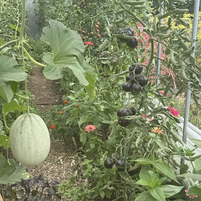 Squash ripening