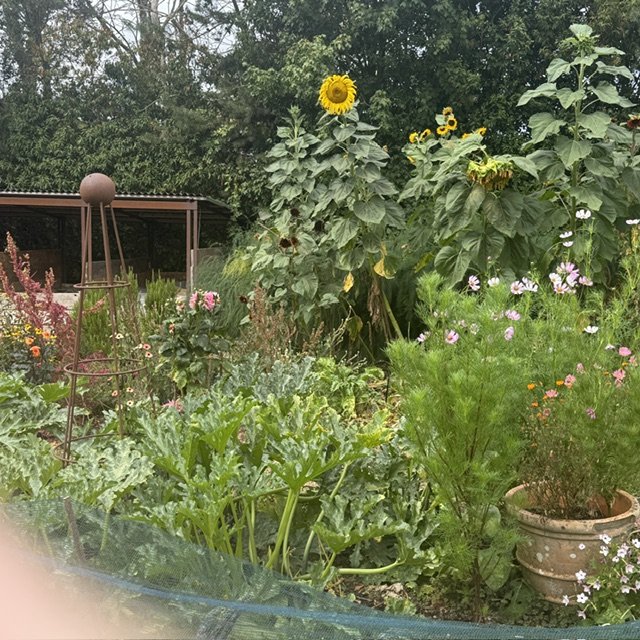 Kitchen garden 8ft Sunflower