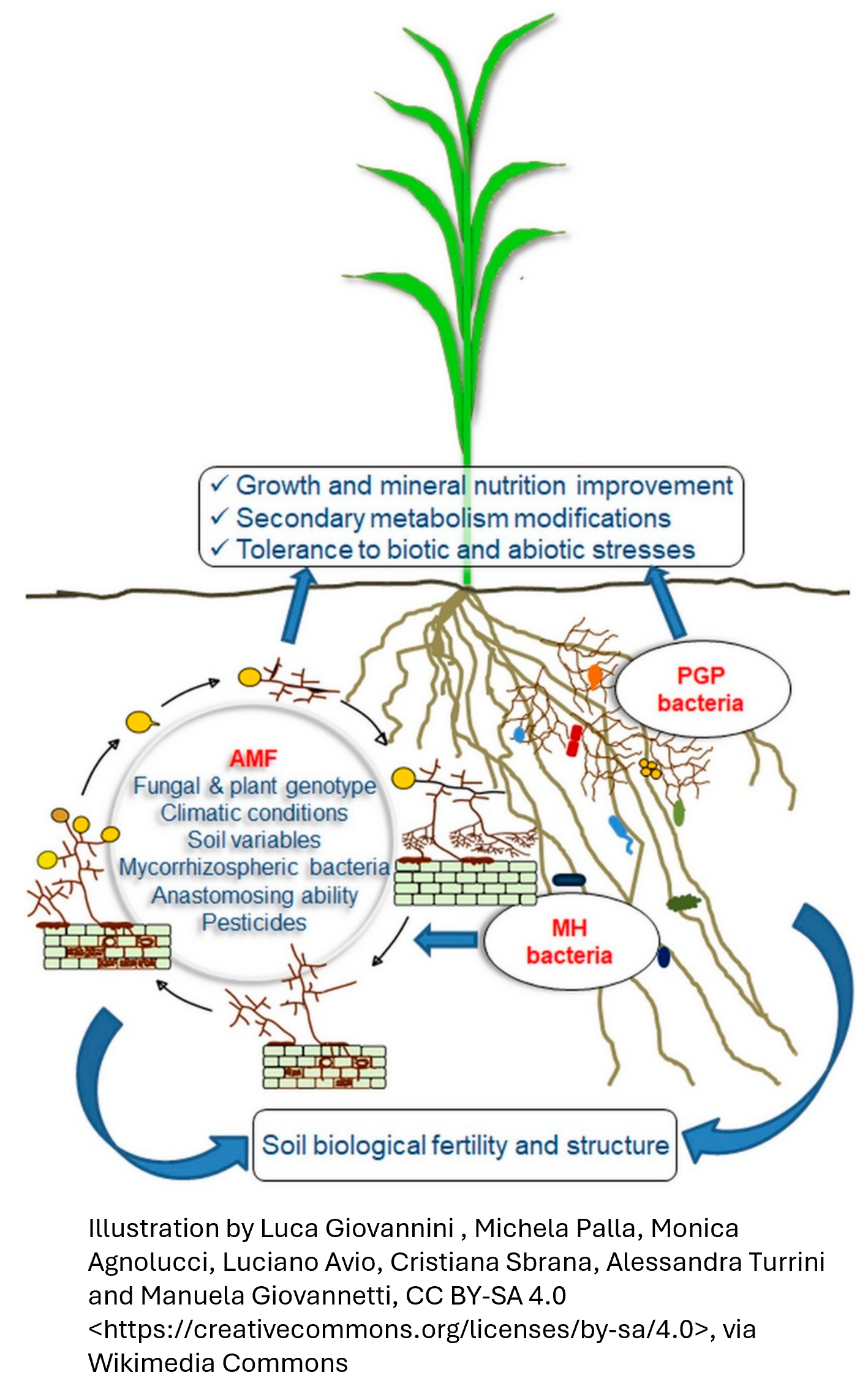 Diagram illustrating the interactions between soil bacteria, plant roots, and environmental factors affecting plant growth, microbial communities, and soil health.