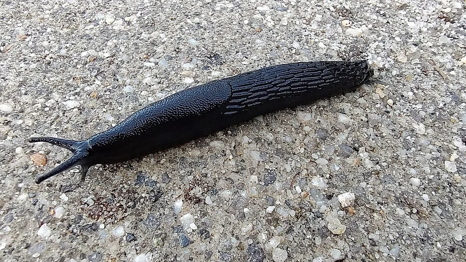 Black Slug (Arion ater)
Large, usually black but can be orange-brown. Often seen on paths after rain. Mainly feeds on fungi and decaying material, but can eat soft young plants and seedlings. Usually a minor pest, but a genuine problem around vulnera