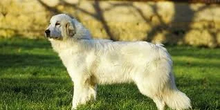A fluffy white dog standing on a grassy field with trees in the background.