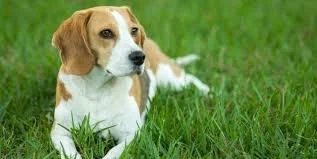 Beagle dog lying in green grass