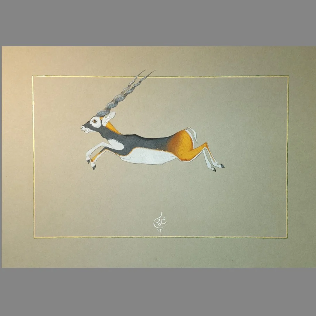 Pronking Blackbuck, 2022