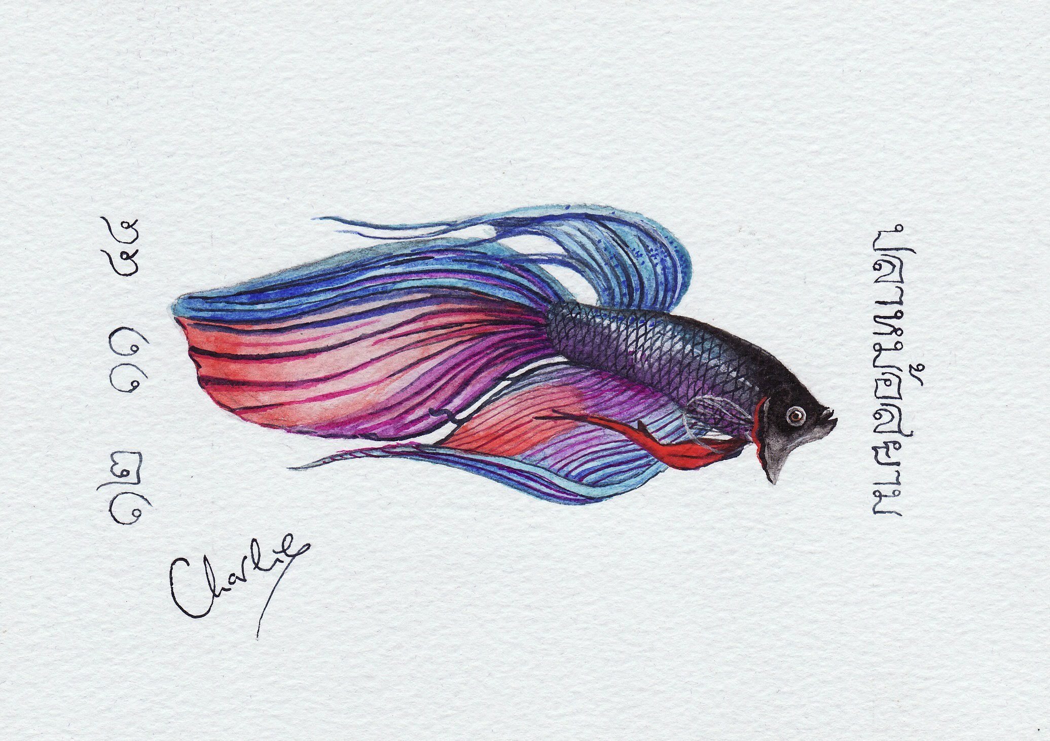 Siamese Fighting Fish, 2001
A watercolour painted after my first year in Thailand.