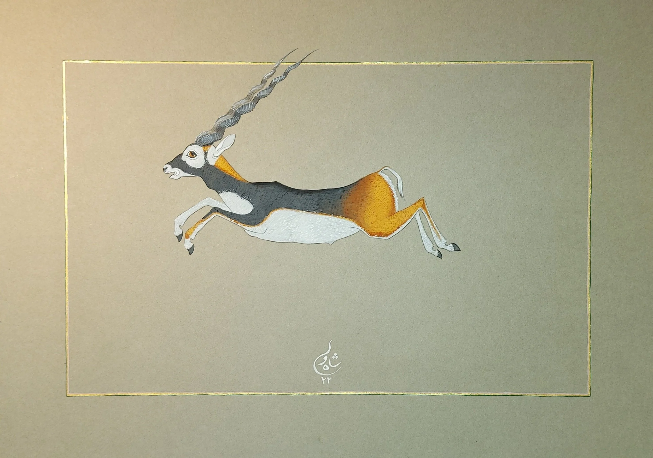 Pronking Blackbuck, 2022